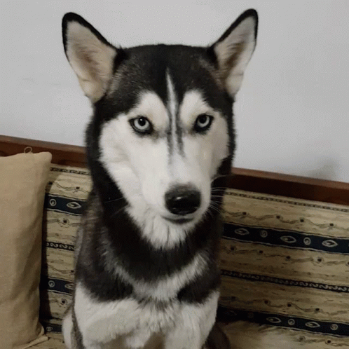 a black and white husky is sitting on a couch