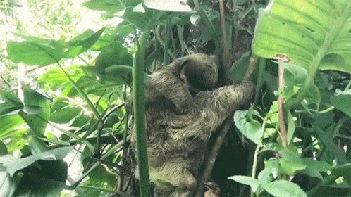 a sloth climbs up the side of a tree