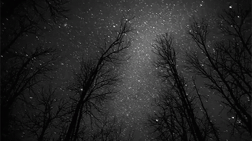 the night sky with many stars above trees