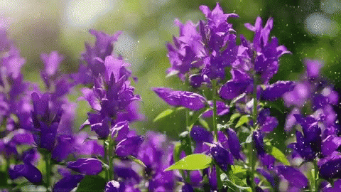 bright purple flowers with green leaves all around