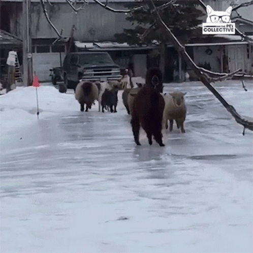 a few sheep walking across a frozen sidewalk