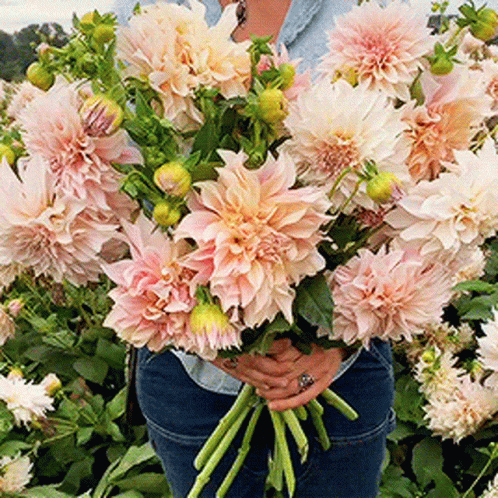 a close up of a bouquet of flowers in a person's hand
