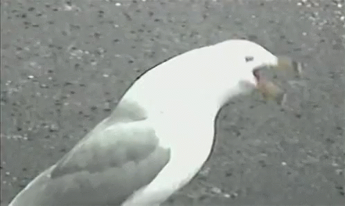 a white bird with black dots on its face