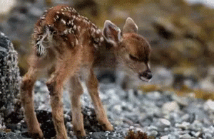 a young baby blue deer standing on top of rocks