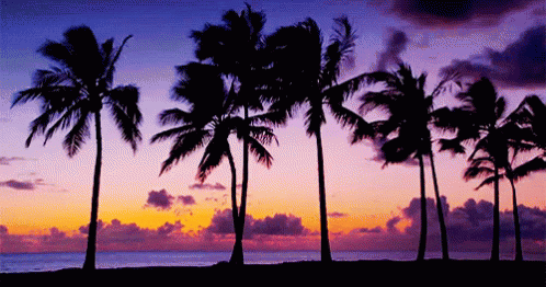 this is a landscape with palm trees against a twilight sky