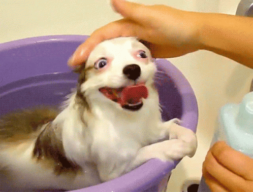 a puppy getting its hair washed by a person's blue gloves