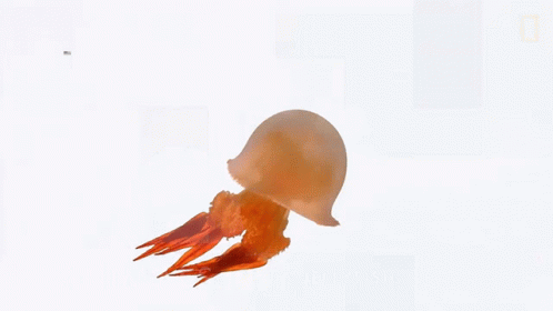 the jelly fish is floating on the water