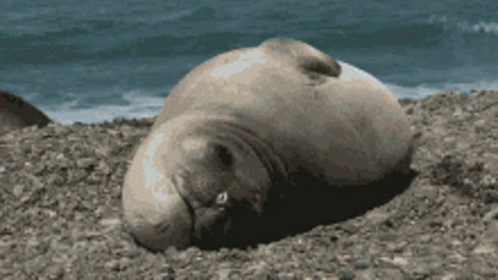 there is a animal that is lying on the sand