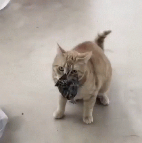 a gray cat with its mouth open and a dead mouse in it's hand