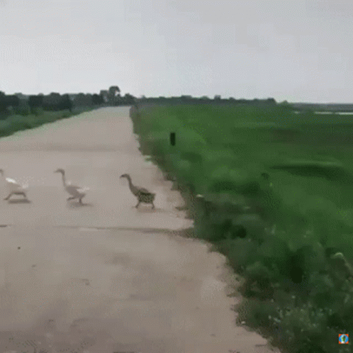 there are many birds walking on the road