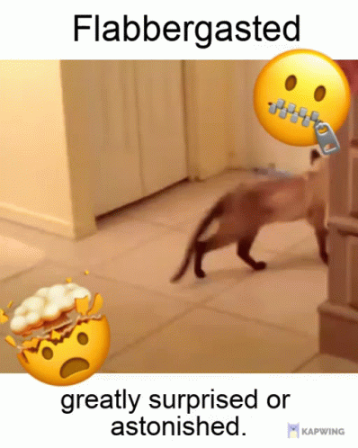 a cat chasing after the other cat in an elevator