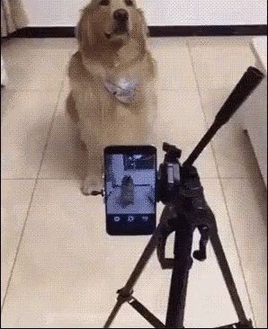 a dog sitting in a room next to a small camera