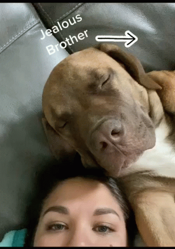 a woman laying next to a big dog on top of a couch