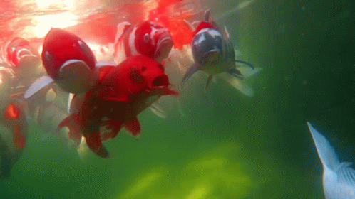 small group of fish swimming in pond and swimming