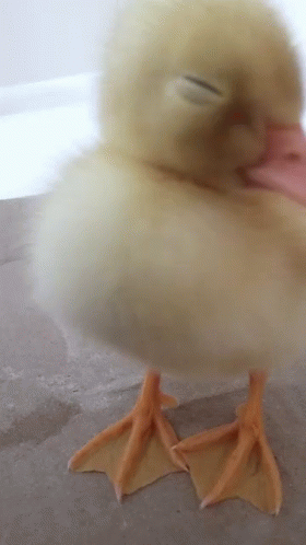 a duck with a purple collar and feet