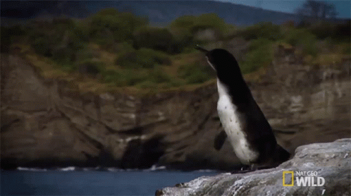 a penguin standing on top of a rock near water