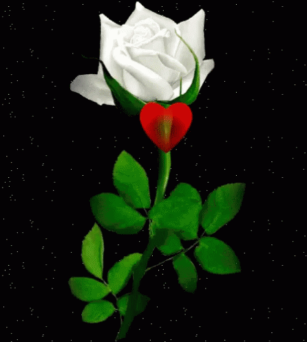 a white rose with blue center and green leaves