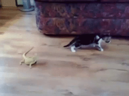 two kittens playing on the tile floor in a living room