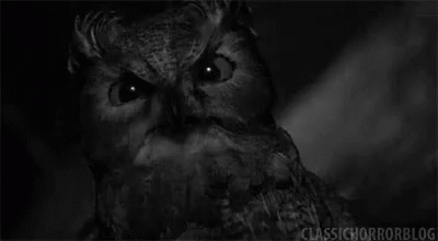 a black and white pograph of a owl staring directly into the camera