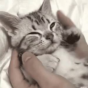 a black and white po of a kitten being petted by its parent