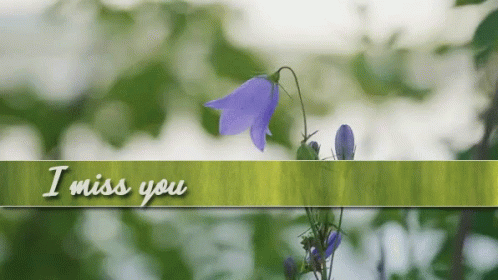 flowers and an i miss you strip hanging