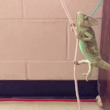 a lizard walking on an unzipped rope while being held by another animal