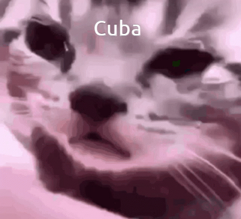 a cat's face and words cuba written in white