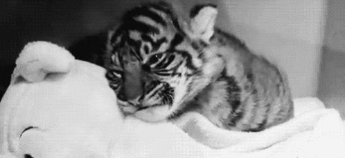 there is a small tiger cub that is playing with a stuffed animal