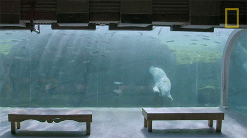 the aquarium looks like it has been made with glass and a bench