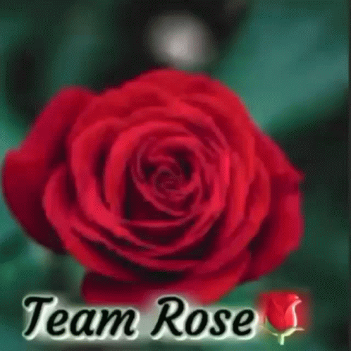 a blue rose with the words team rose