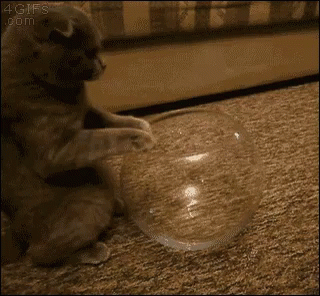 there is a small cat sitting in front of a glass ball