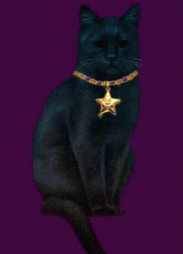 a black cat with a white star necklace