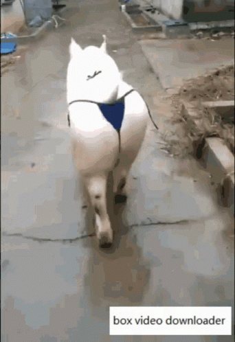 a cat is standing outside on a sidewalk