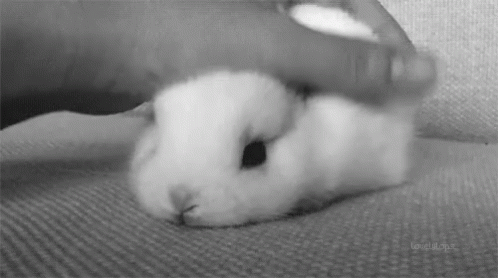 a little hamster is cuddled into someones lap