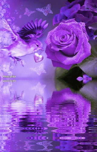 a pink rose and two pink roses reflected in water