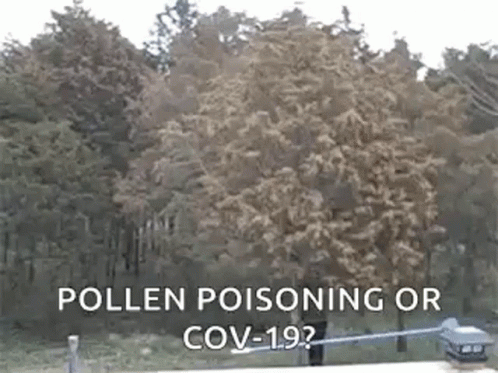 a wooden bench in the foreground reads pollen poisoning or cov - 19