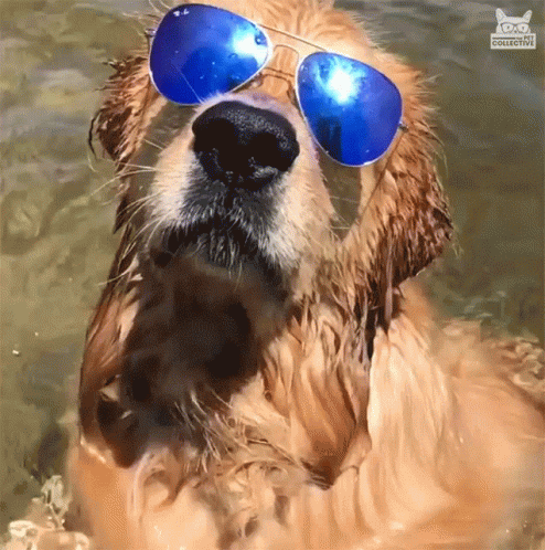 a dog with red sunglasses swimming in the water