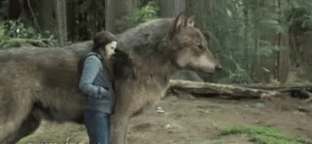 a person and a wolf stand in the woods