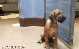 a dog that is standing up against a door