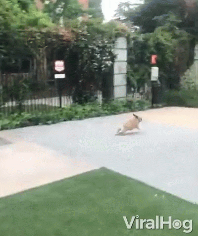 the cat is playing in the backyard with its owner