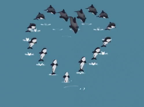 several black and white birds floating in the water