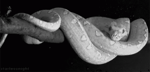 black and white pograph of a snake curled in its shell