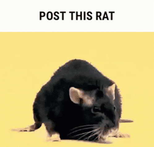a rat that is looking for a food item