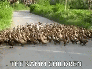 a po shows a long line of ducks, one black and white, with the caption the kaam children