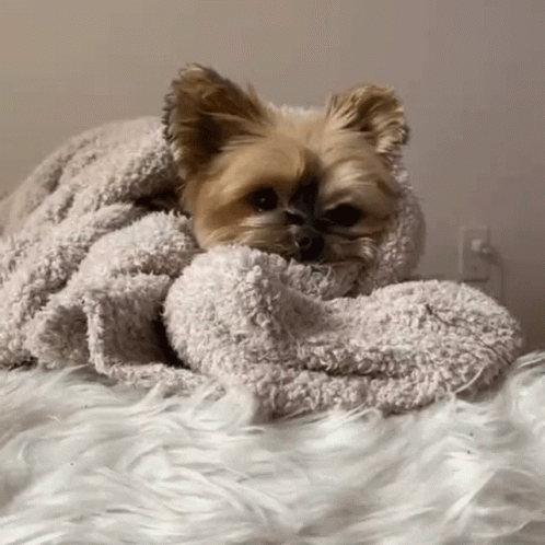 a small dog is laying on a bed with fluffy blanket