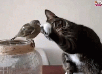 a cat trying to catch a bird inside of a fish bowl