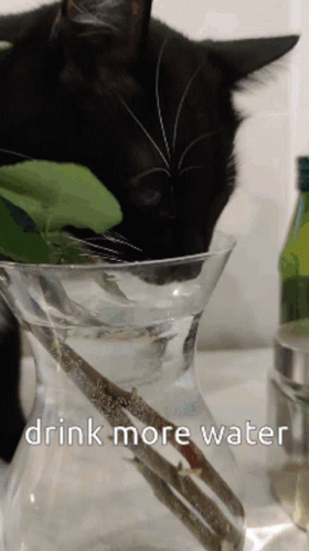 there is a black cat drinking out of a glass