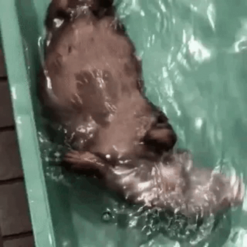 an animal is in water and has his nose out
