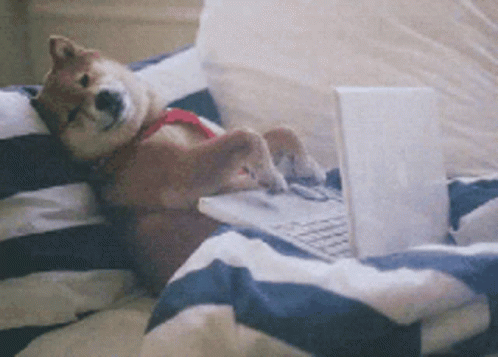 small dog laying on bed with laptop in mouth