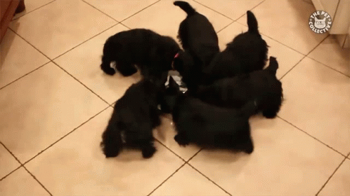 many puppies are being rounded up together